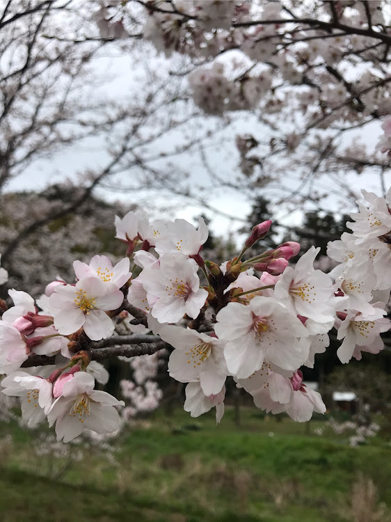 の投稿画像2枚目