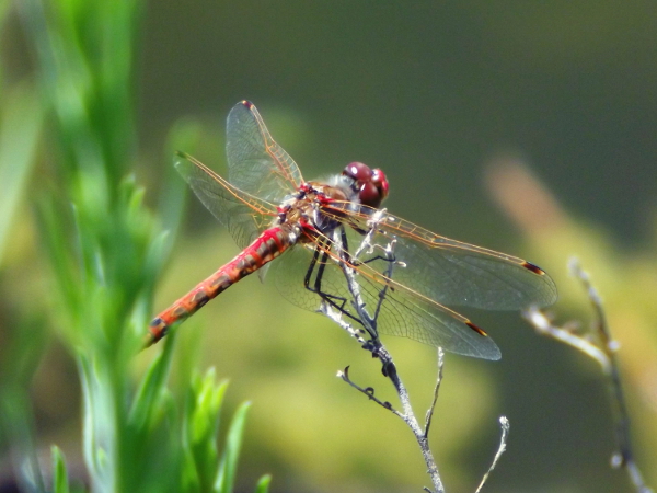 Variegated Meadowhawk