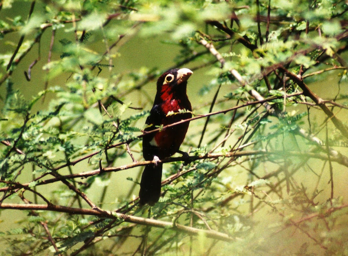 Double-toothed barbet