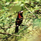 Double-toothed barbet