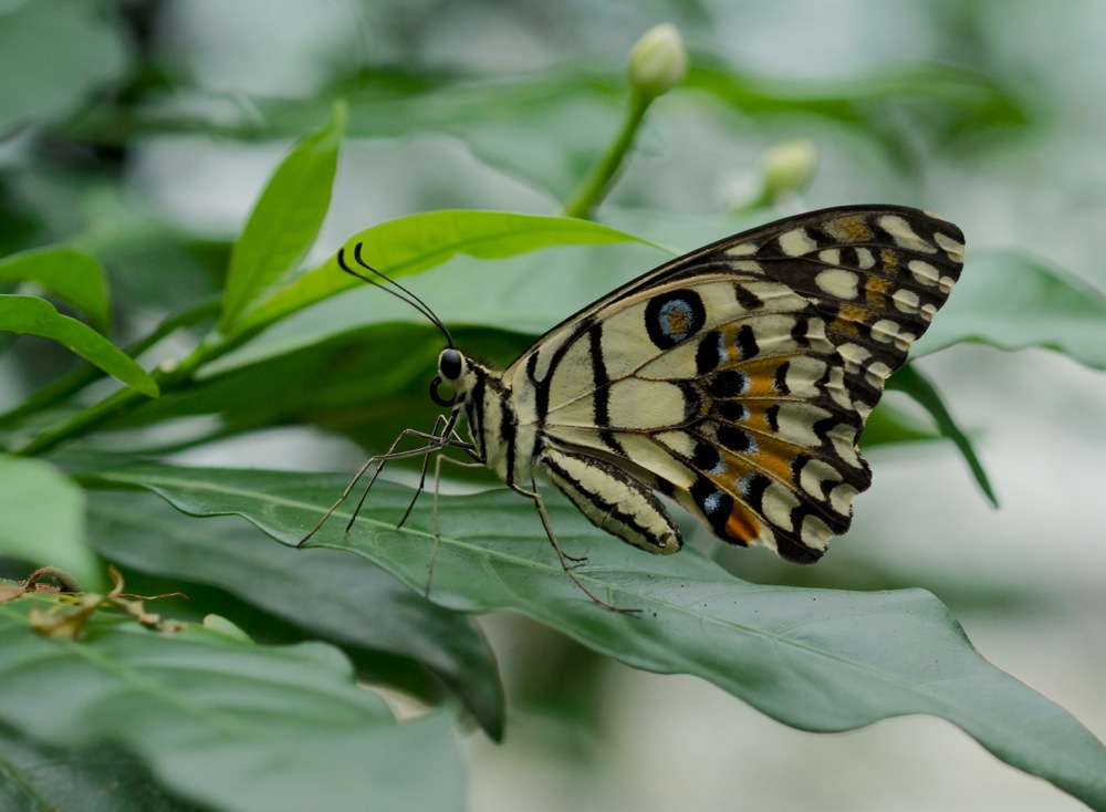 Lime Butterfly