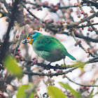 Taiwan barbet