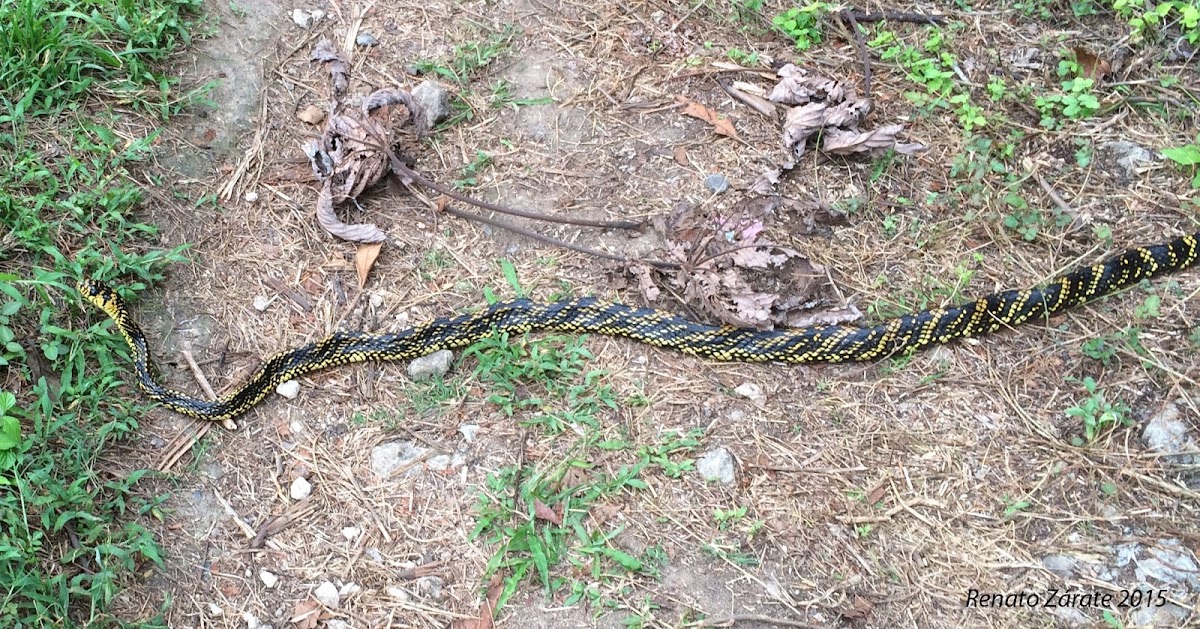 Tropical Tiger Rat Snake