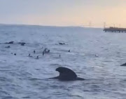 Beachgoers rescues whales stranded on Georgia beach. 