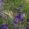 Two Tailed Swallowtail