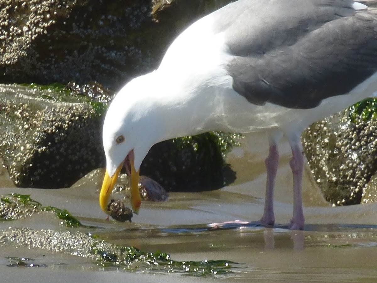 Western Gull