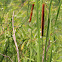 Common Cattail