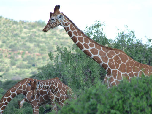 Reticulated giraffe, Samburu Reserve