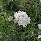 Wild Carrot