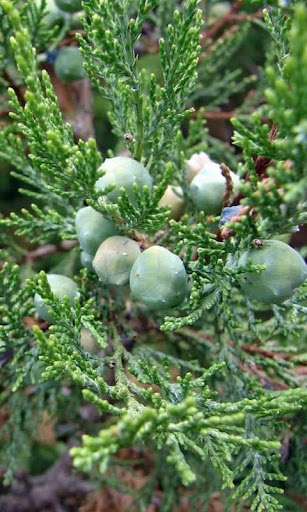 Juniper Flower Wallpapers