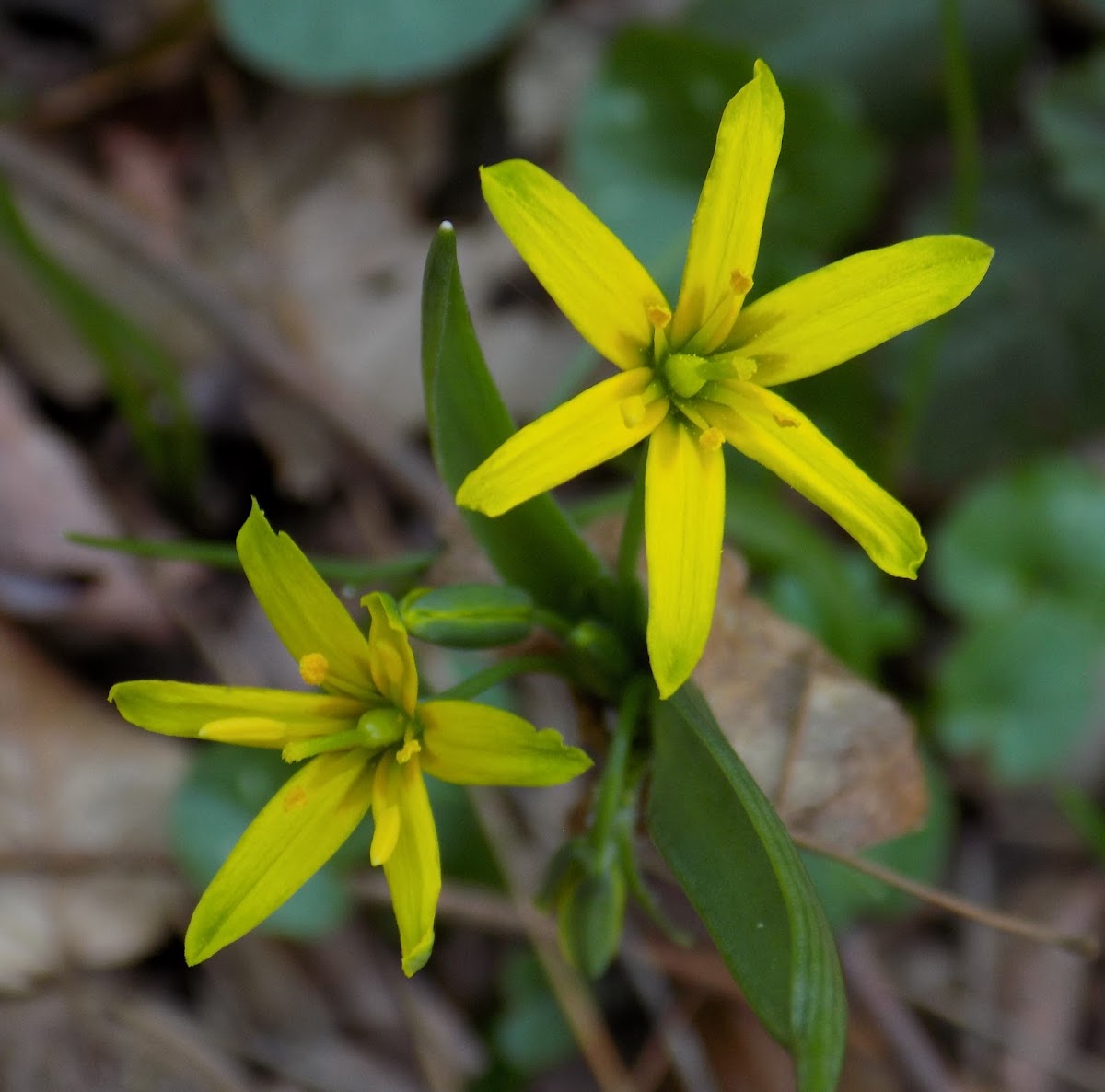 Yellow Star-of-Bethlehem