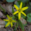 Yellow Star-of-Bethlehem