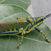 Gaudy Grasshopper