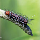 Erebiad caterpillar