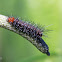 Erebiad caterpillar