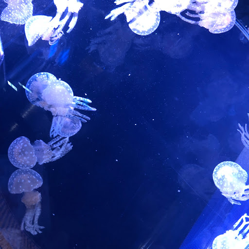 ゆーか