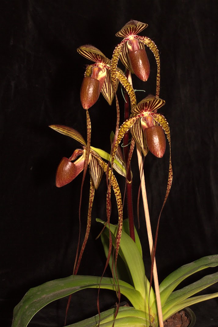 Paphiopedilum Prince Edward of York 5OxPrM0n6chUD2UCKeEdJtVGLL8VwV2o_LKbfhGpFOF9qrus5-sAcd5IRNLc3bXR9zK0gWVjuf1UtCKWxV5-DAx21y8agGBb3o9mWYGzjqAWJnNEXtvYBN7XZYAmTFK17vhhx4VONgwBqMQ7XhOHFm4xu4YM685RlreiJd5PFFtR1ONPMYfT52rn5DlCDXuF-8byJKZwIcTH1aY2uAVHOSvBzFZPm3rtie7jXZnk-Coda90_w-KurlpWlytMcabKNTuYDSaVLf8NNigjs81V4KwbHuKXZGIh67CVGEeWazaeOSx41moy7H43UIDgxda_gwkaNdAKhFOs78ZIBW46FS-H5KGjuA6jRrzJj-lzd5aScKnzYMvzpmlitTvOzxvvWZSKyKlEMtFW_2-vJZ-h-DKwtz6UvrYL5h6-v9ey0eCgqyqqxmmMUf5GT5NImyI2qWng6YOif_K8HxQZrzUbIASWbypidCjSpRRIxwu7GKuc4KUQjyA4jth2MWaoOAxsKJnfrlAOxwJcOWGDB6b7qU0TRkdAQdq4uiR_CnJqxY6eVBfCL3JikKutrf6B0fFh7rZ9HWp-10ORPNUdervtP3d2_WwSqdaI5rfYEWJxhhxzE5fWsV_6rU-JPjCVwGEEOibIap0lHW_TGSBID9ysyZQgc5UmcynlUFqg=w715-h1073-no