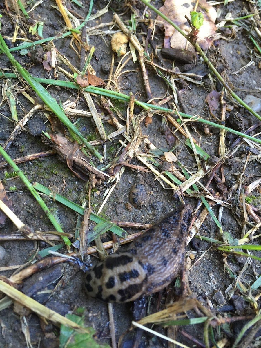 Leopard Slug