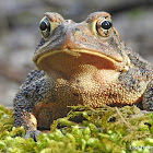 American toad