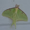 Luna Moth