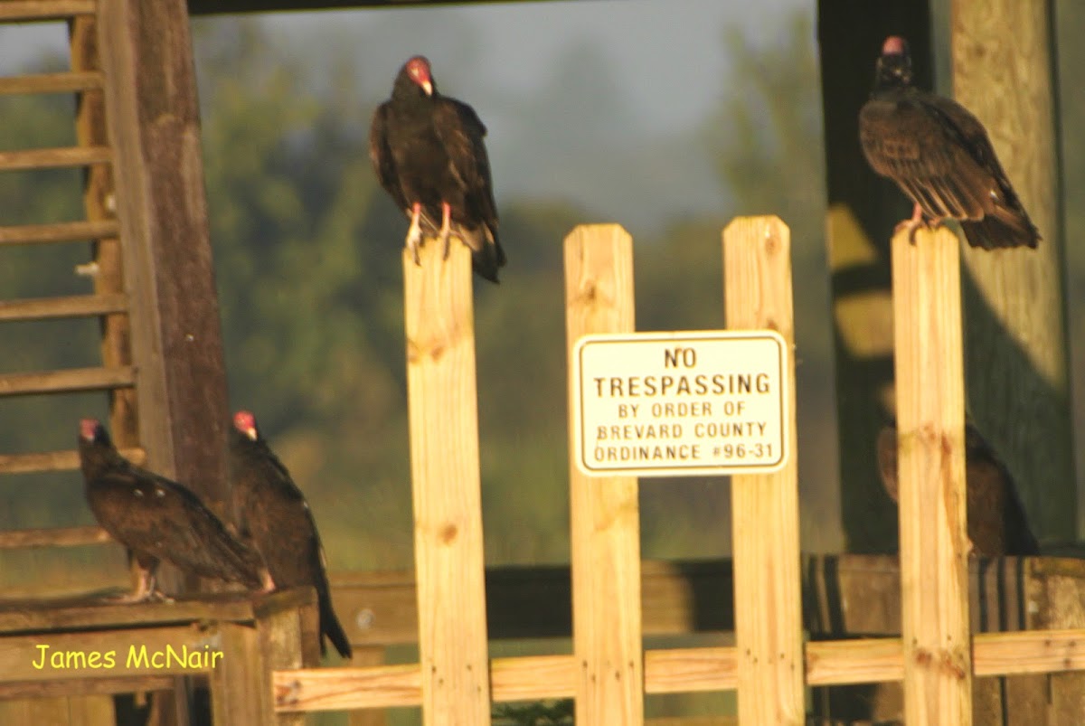 Turkey Vulture