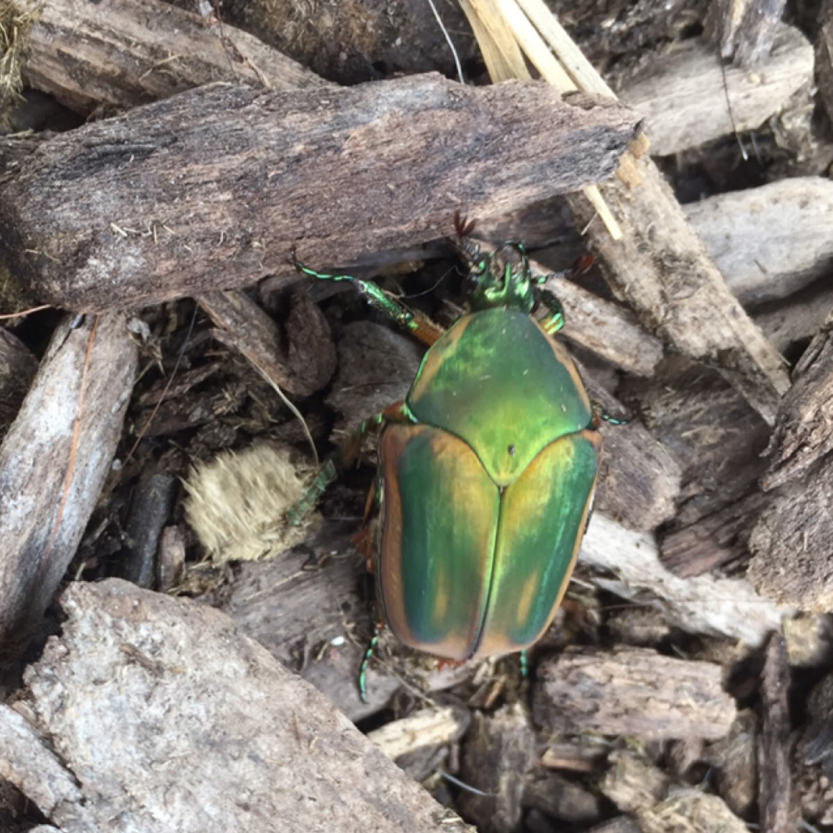 Green June Beetle