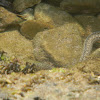 Moray Eel