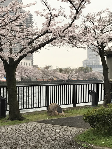 そめいよしの 60本寄贈の碑