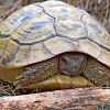 Greek Tortoise