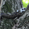 gray rat snake