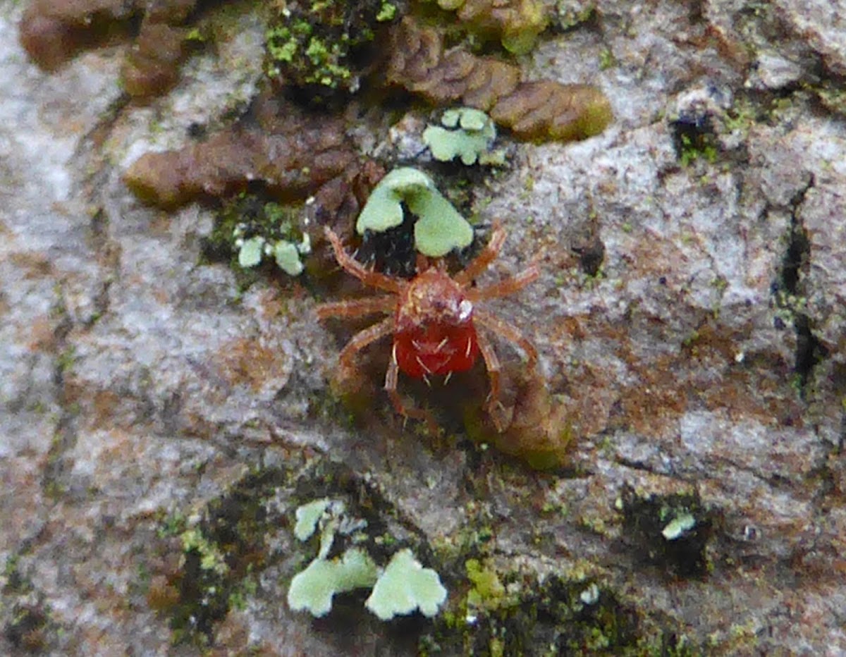 Whirligig Mite