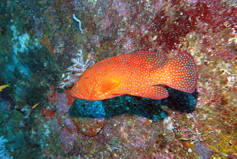 Coral hind