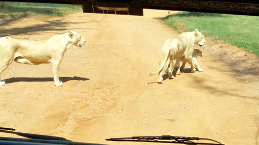 Lion Park South Africa 2015