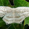 Spotted Swallowtail Wave Moth