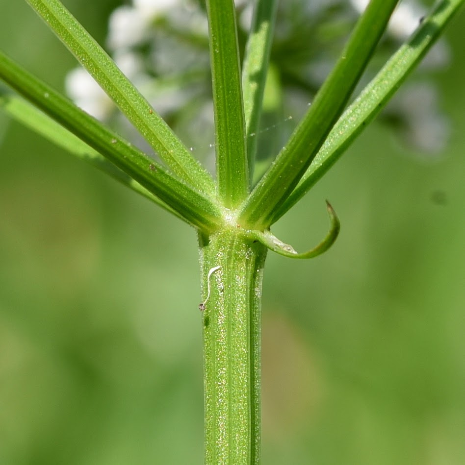 omwindselblad