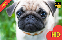 Cute Pug Wallpaper HD small promo image