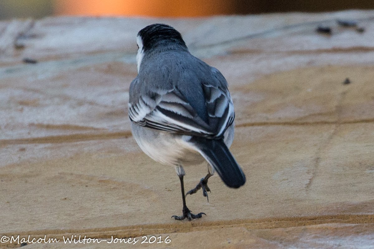 White Wagtail; Lavandera Blanca