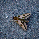 Gallium Sphinx  Moth