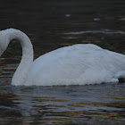 Trumpeter Swan