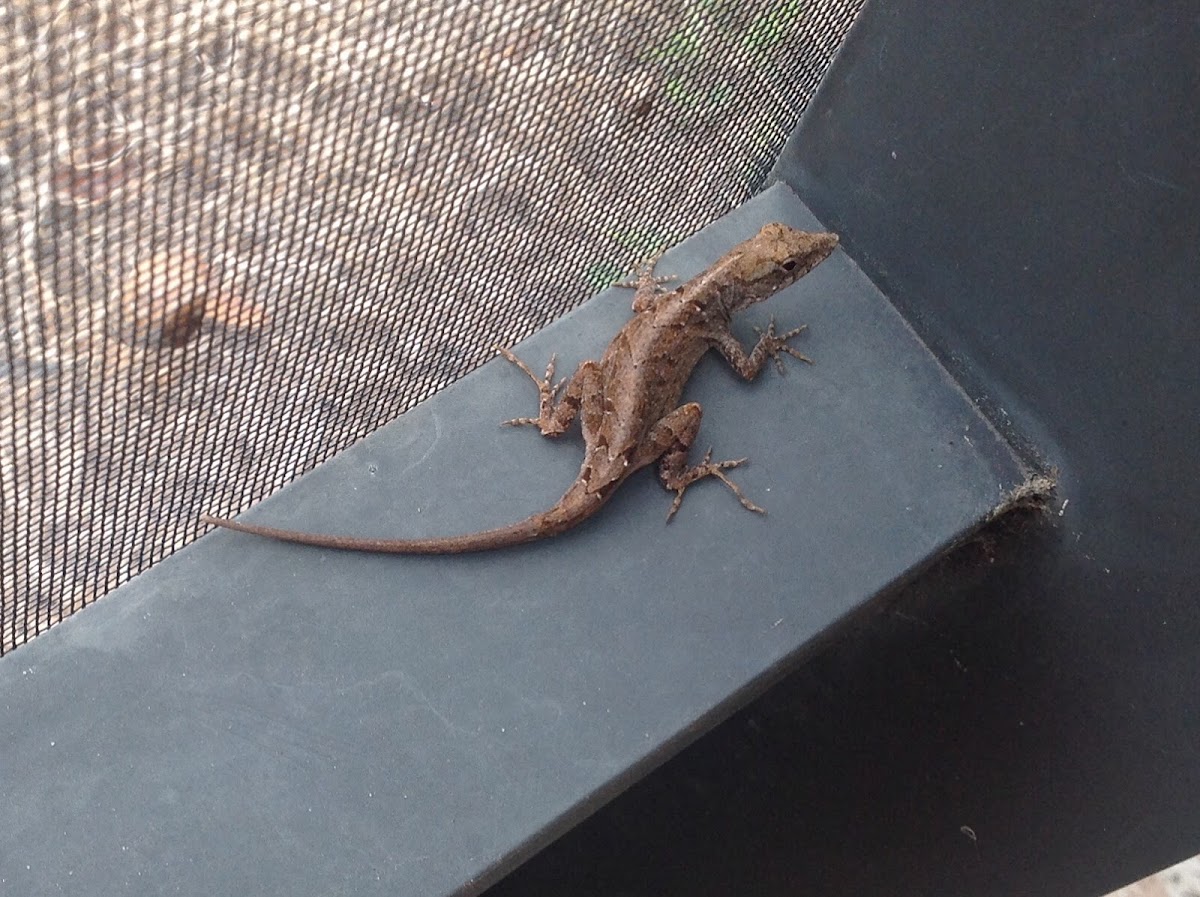 Cuban Brown Anole