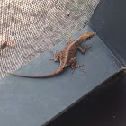 Cuban Brown Anole