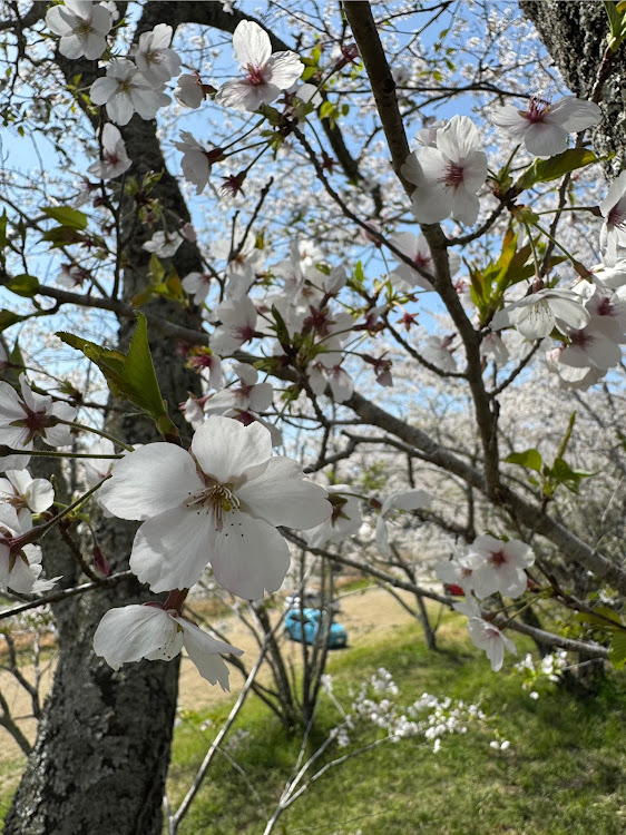 シビックの今年は桜、間に合わんかと思った・あちこちバタバタした1日だったな・でも写真撮れてよかった・続きはまた今度に関するカスタム事例の投稿画像6枚目