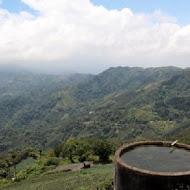 嘉義梅山二尖山休閒茶園