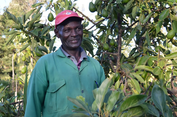 Avocado farmer John Maina in his Hass avaocado farm in Meru October 5