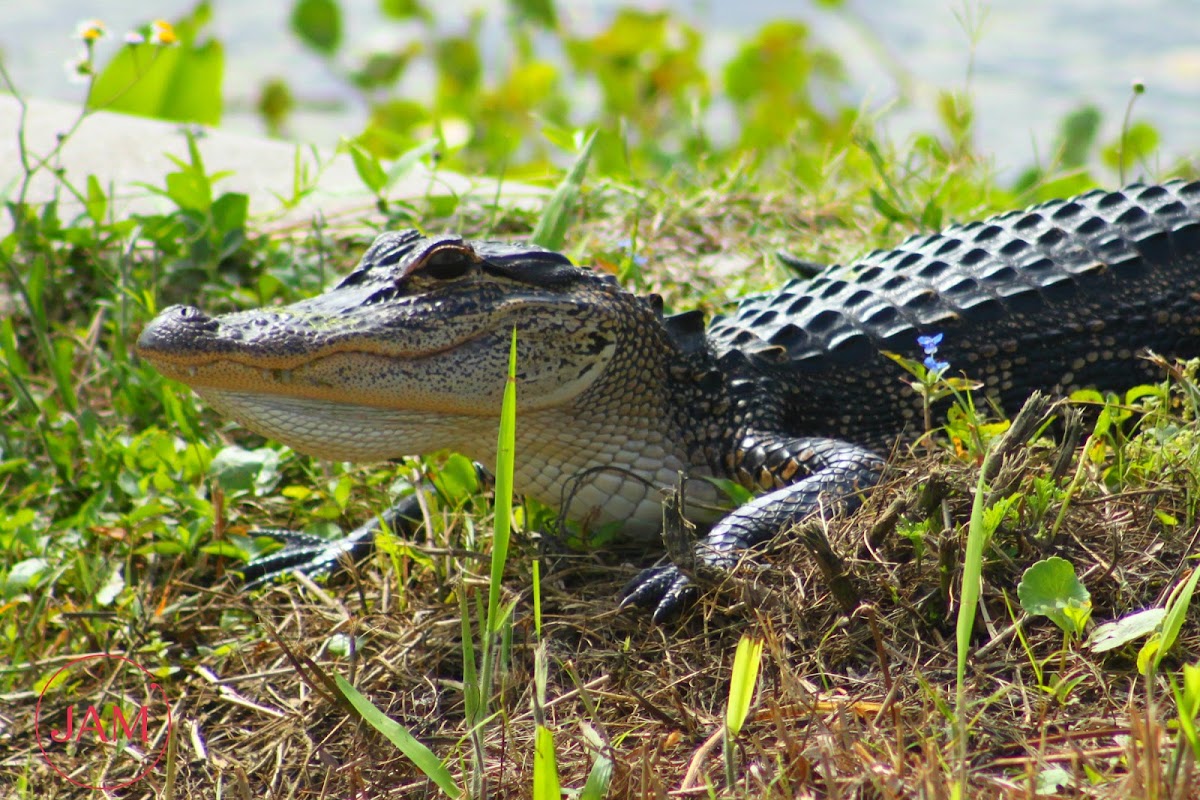 American Alligator