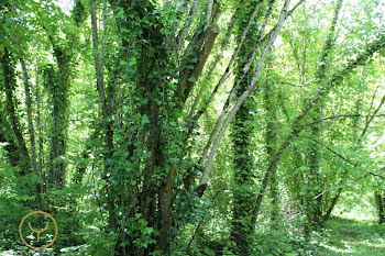 terrain à Gélannes (10)