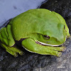 White-lipped Treefrog