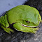 White-lipped Treefrog