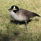 Goose