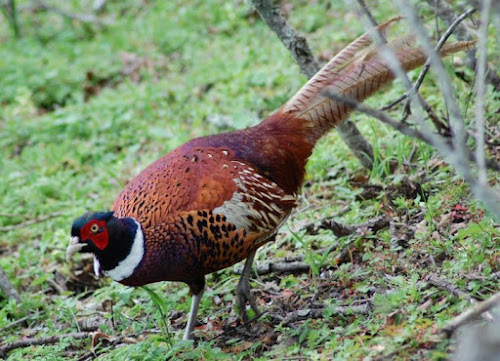 Phasianus colchicus di gingi